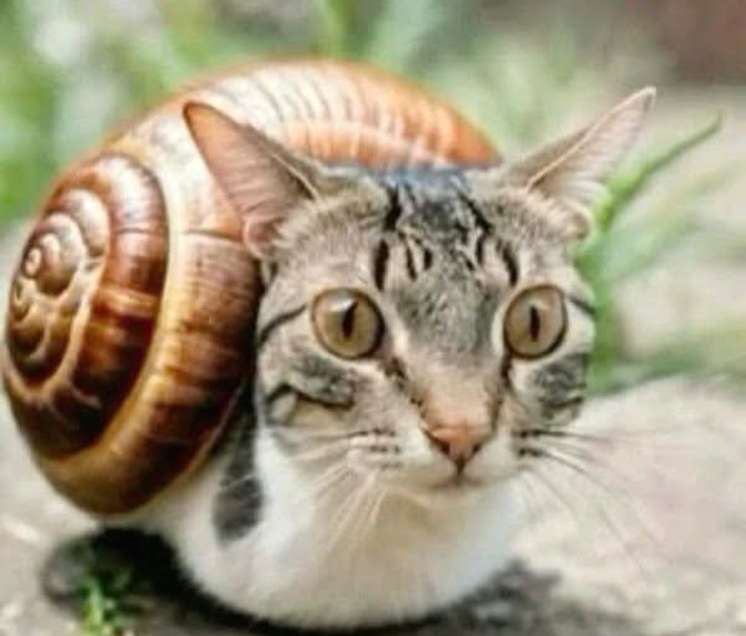 High Quality Snail-Cat, Gato Caracol Blank Meme Template