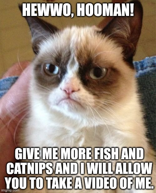 Grumpy Cat | HEWWO, HOOMAN! GIVE ME MORE FISH AND CATNIPS AND I WILL ALLOW YOU TO TAKE A VIDEO OF ME. | image tagged in memes,kitten,videos | made w/ Imgflip meme maker