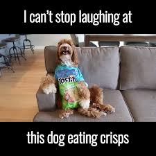 Chip dog Blank Meme Template