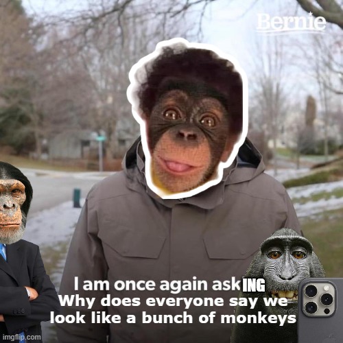 We Apes! | ING; Why does everyone say we look like a bunch of monkeys | image tagged in memes,bernie i am once again asking for your support,apes,monkey,ape | made w/ Imgflip meme maker
