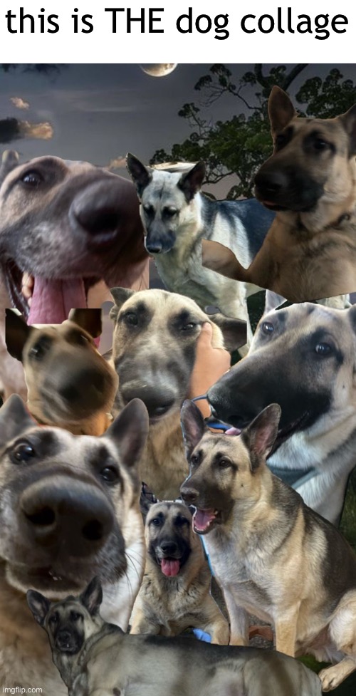 this is THE dog collage | made w/ Imgflip meme maker
