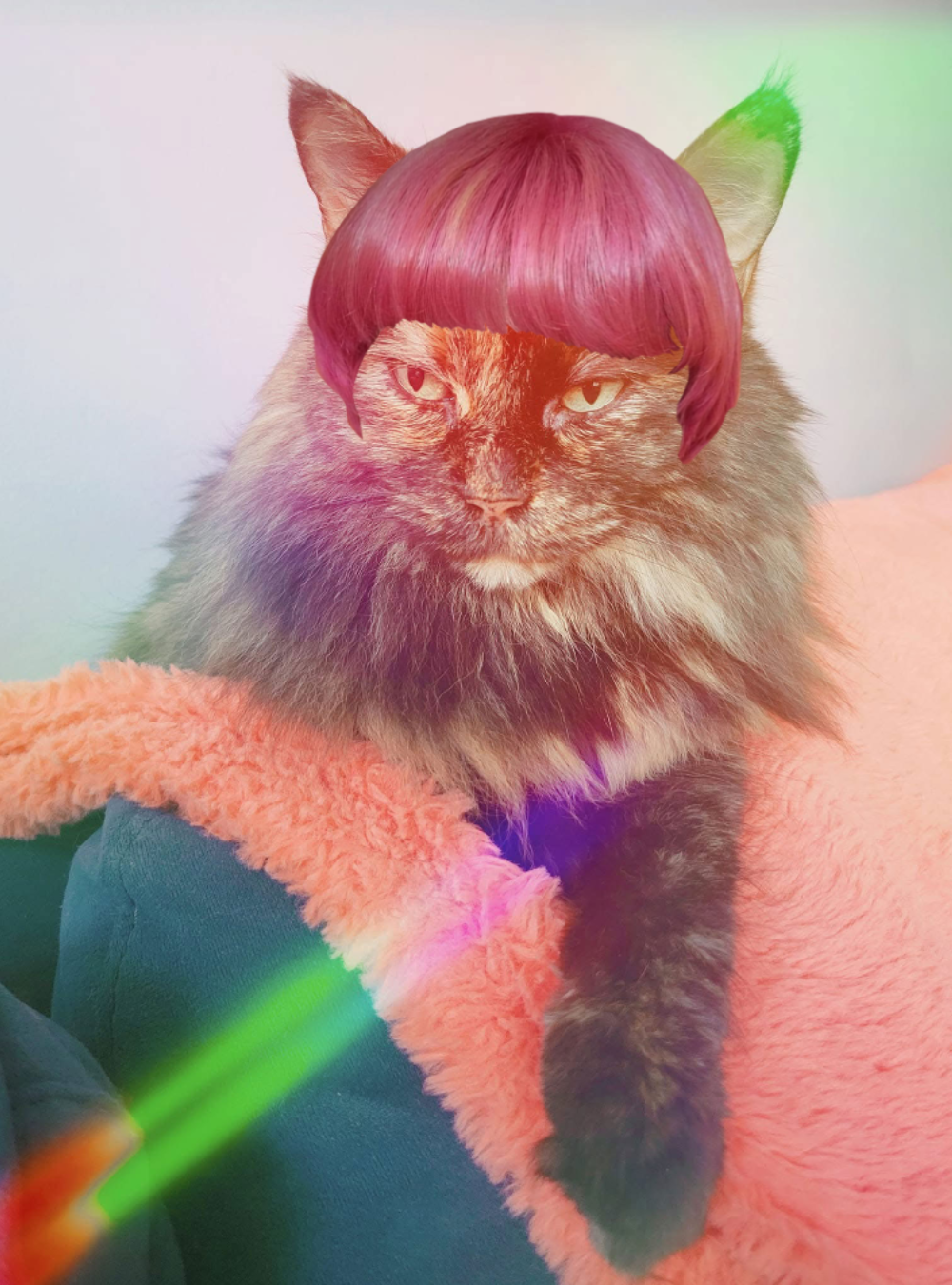 Gay cat Blank Meme Template