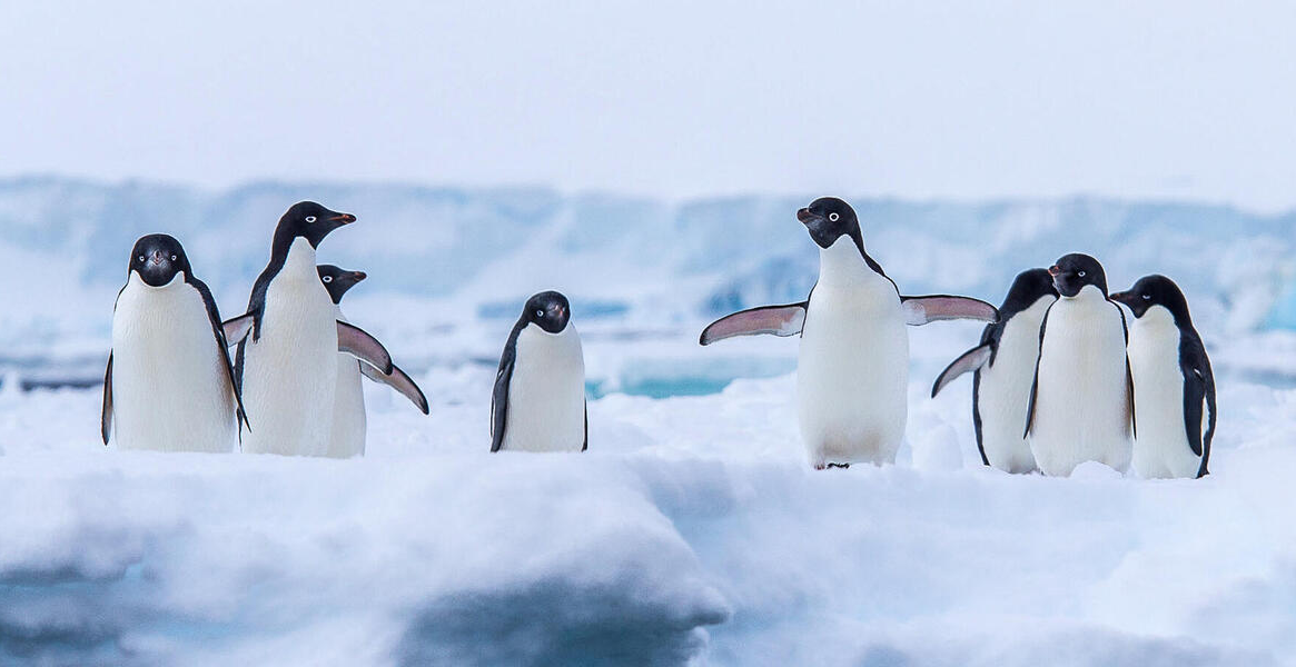penguin herd Blank Meme Template