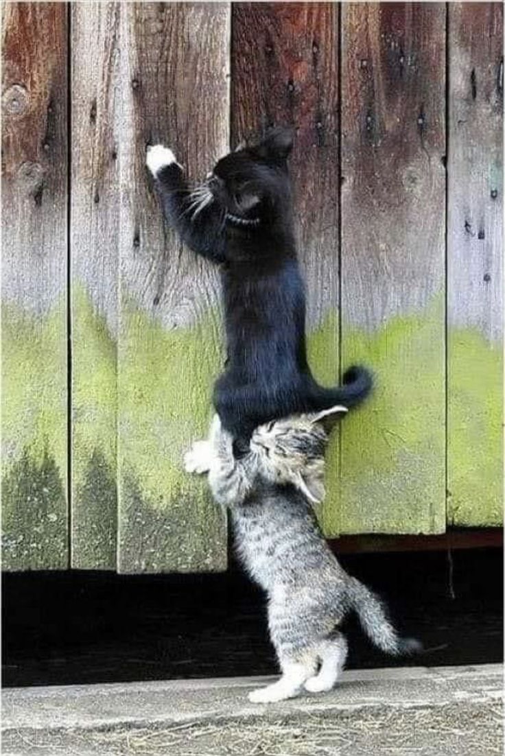 Teamwork kitten Blank Meme Template