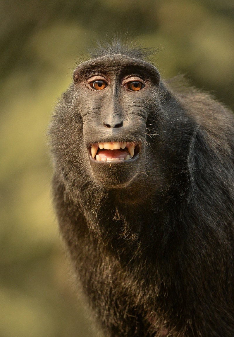 Macaque Blank Meme Template