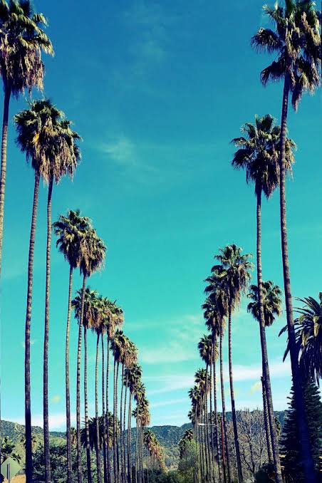 Palm trees Blank Meme Template