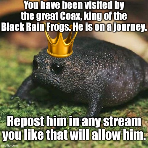 Coax, king of the Black Rain Frogs. Best to start with some trauma! | You have been visited by the great Coax, king of the Black Rain Frogs. He is on a journey. Repost him in any stream you like that will allow him. | made w/ Imgflip meme maker
