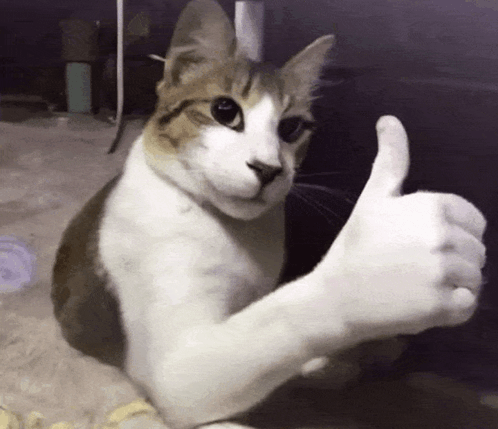 ok cat Blank Meme Template