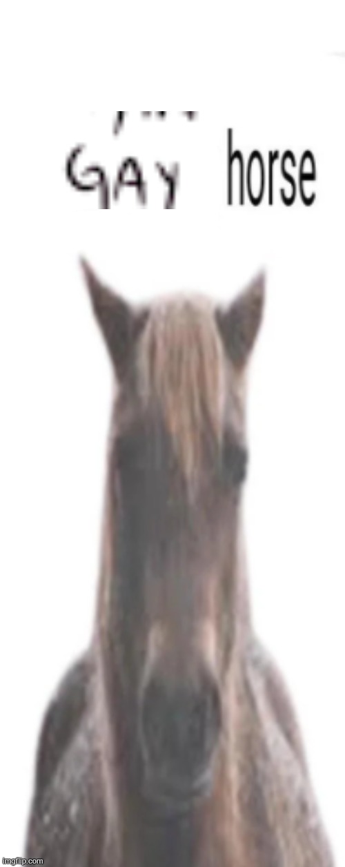 evil and intimidating horse | image tagged in evil and intimidating horse | made w/ Imgflip meme maker