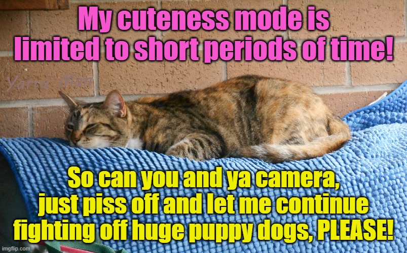 My cuteness mode is limited to very short periods, so please piss off! | My cuteness mode is limited to short periods of time! Yarra Man; So can you and ya camera, just piss off and let me continue fighting off huge puppy dogs, PLEASE! | image tagged in hunter killers,kitty cats,pussycats,lions,kittens,furry overlords | made w/ Imgflip meme maker
