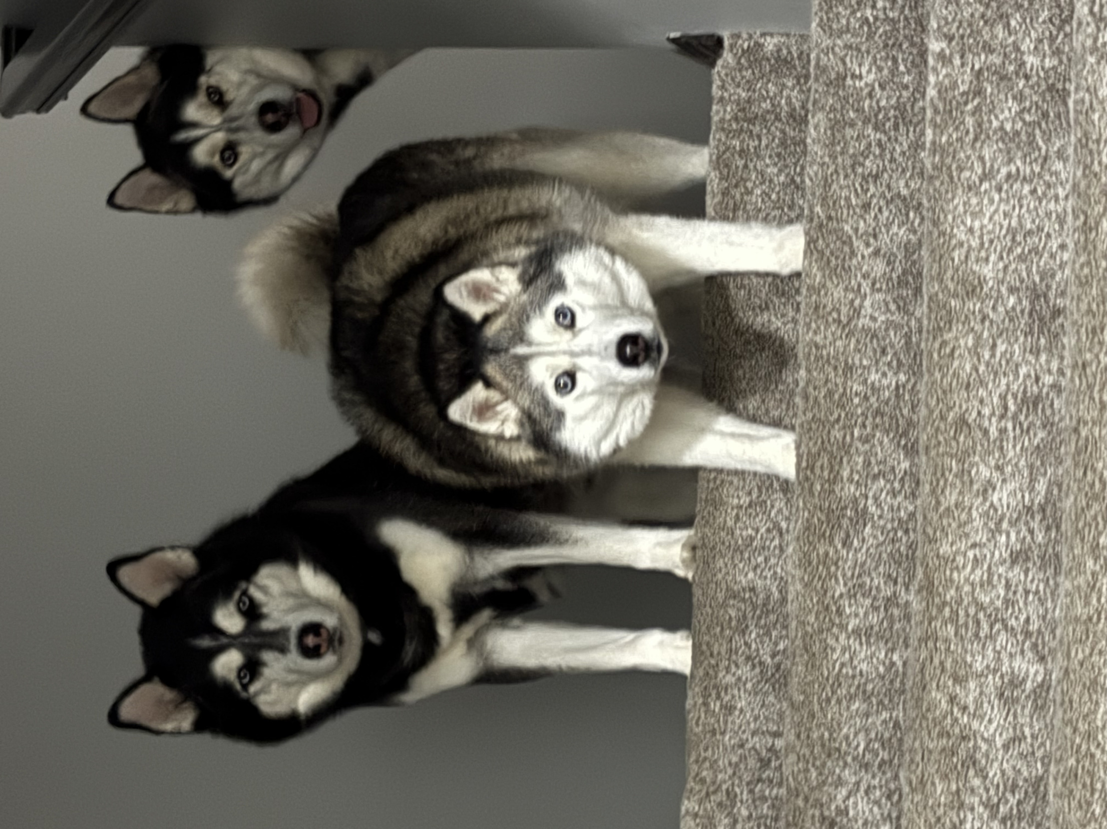 Got treats Blank Meme Template