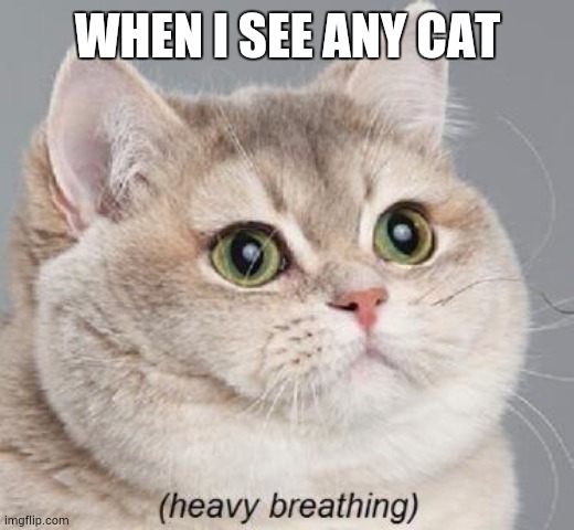 Heavy Breathing Cat Meme | WHEN I SEE ANY CAT | image tagged in memes,heavy breathing cat | made w/ Imgflip meme maker
