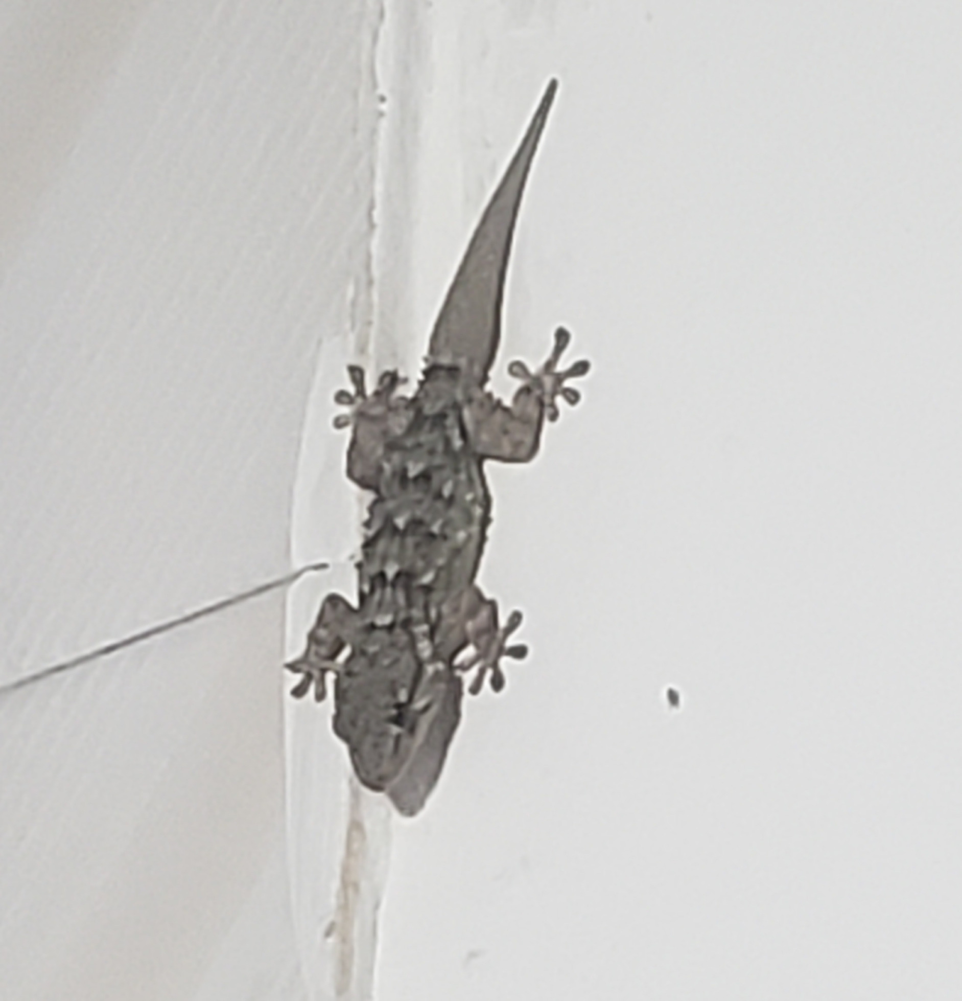 Lizard Blank Meme Template