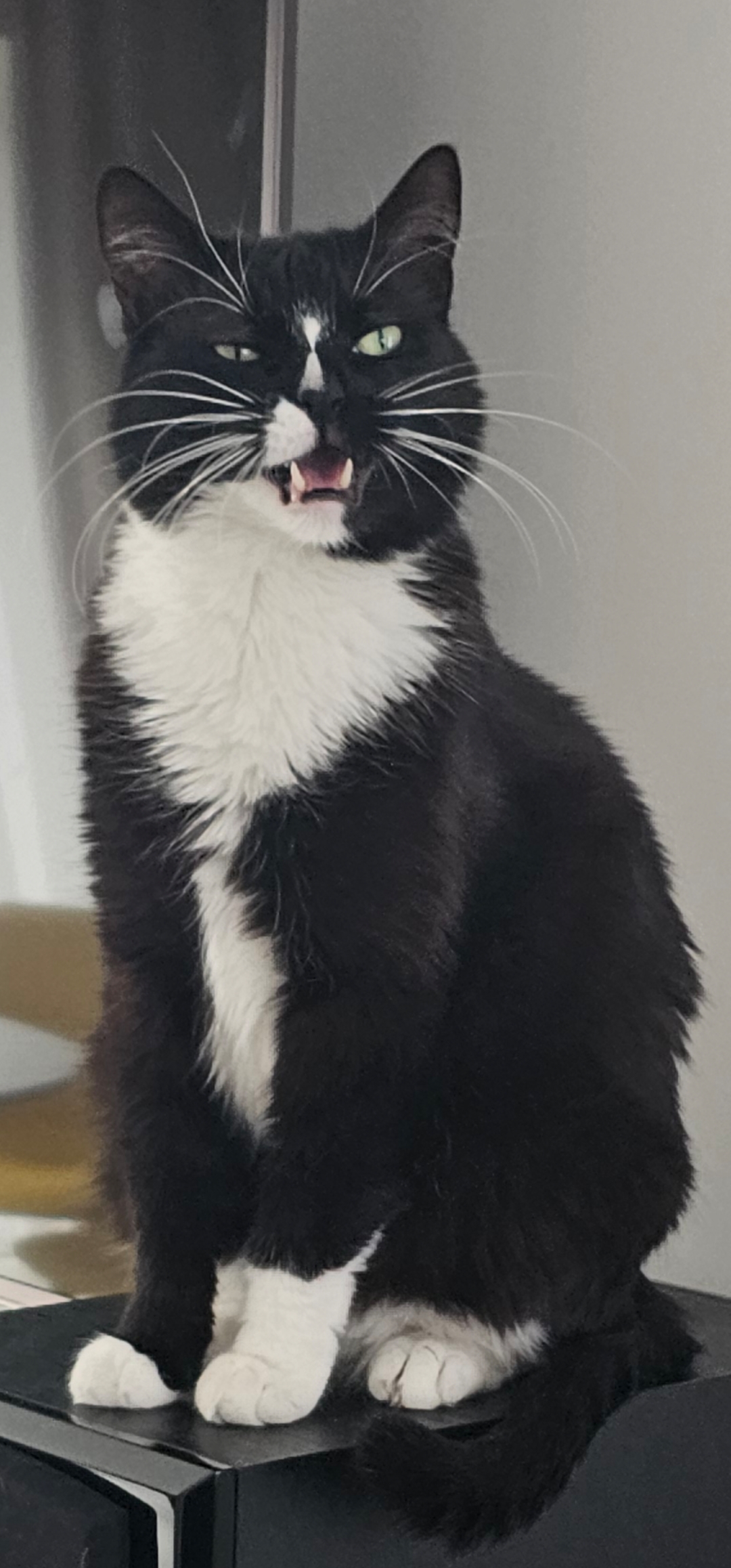 Tom cat bandit Blackie Blank Meme Template