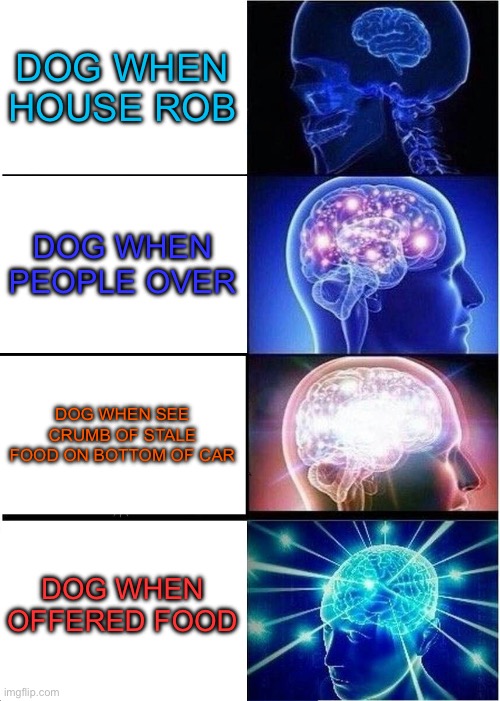 Expanding Brain | DOG WHEN HOUSE ROB; DOG WHEN PEOPLE OVER; DOG WHEN SEE CRUMB OF STALE FOOD ON BOTTOM OF CAR; DOG WHEN OFFERED FOOD | image tagged in memes,expanding brain | made w/ Imgflip meme maker