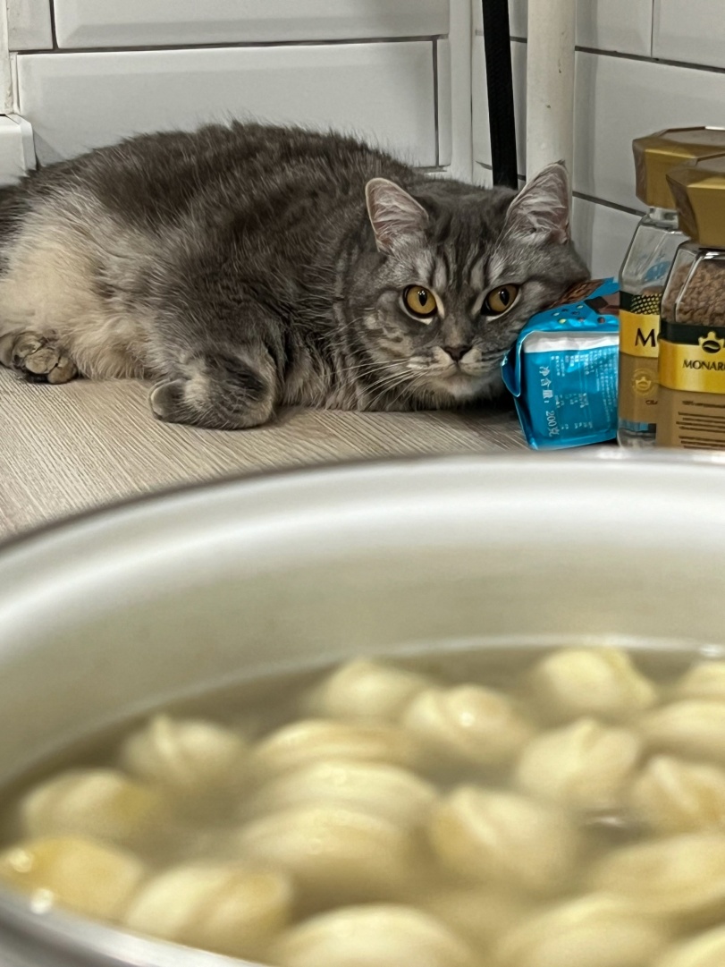Cat and a pot of dumplings. Blank Meme Template
