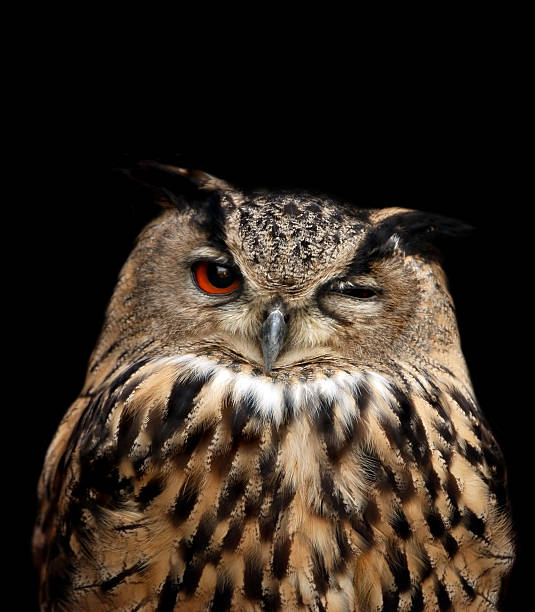 Winking Owl Blank Meme Template