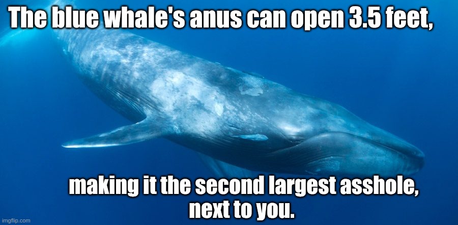 Blue whale | The blue whale's anus can open 3.5 feet, making it the second largest asshole,
next to you. | image tagged in blue whale | made w/ Imgflip meme maker