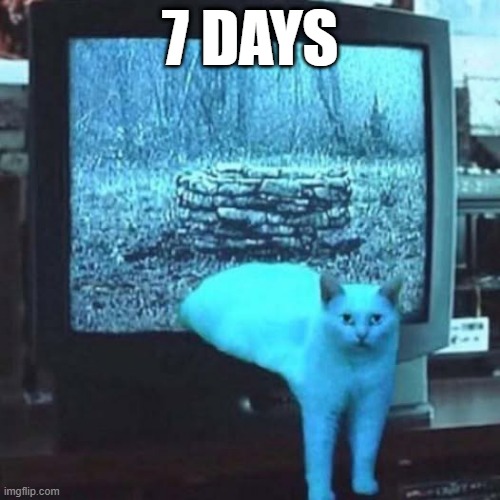 Ring Cat | 7 DAYS | image tagged in cats | made w/ Imgflip meme maker