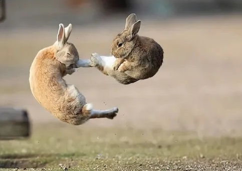 Bunny Karate Kick Blank Meme Template