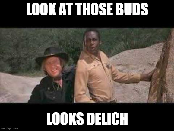 Blazing Saddles Where white women at | LOOK AT THOSE BUDS; LOOKS DELICH | image tagged in blazing saddles where white women at | made w/ Imgflip meme maker