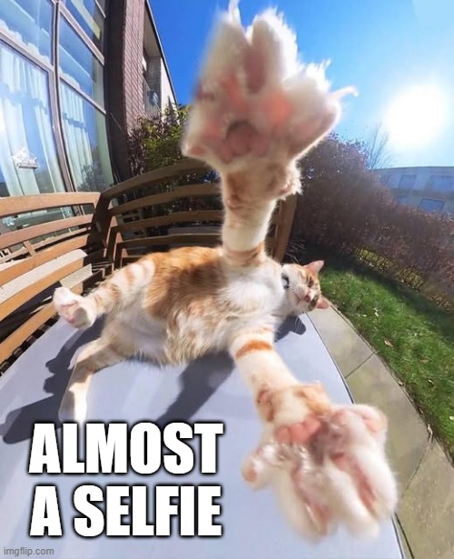 Selfie | ALMOST A SELFIE | image tagged in cats | made w/ Imgflip meme maker