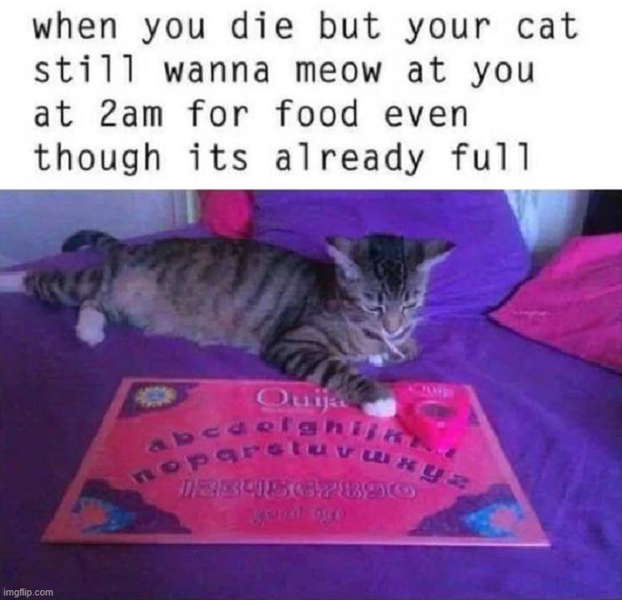 Beyond the grave | image tagged in cats | made w/ Imgflip meme maker