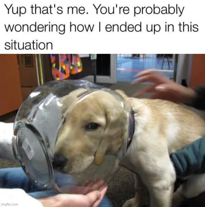 When you really want the treat | image tagged in dogs | made w/ Imgflip meme maker