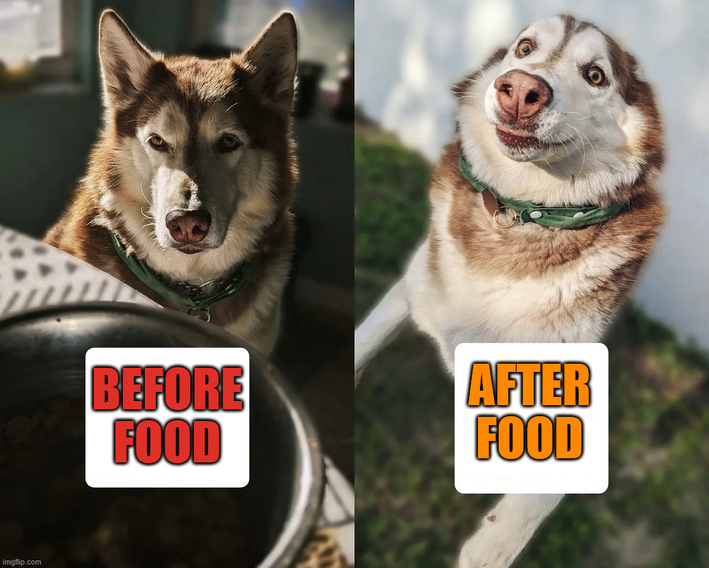 If you can get the shepard to eat | AFTER
FOOD; BEFORE
FOOD | image tagged in dogs | made w/ Imgflip meme maker