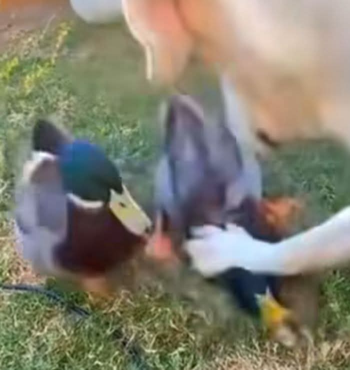 Duck hit by dog why other duck watches Blank Meme Template