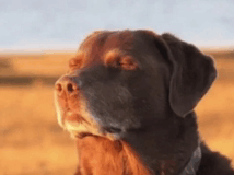 dog Blank Meme Template