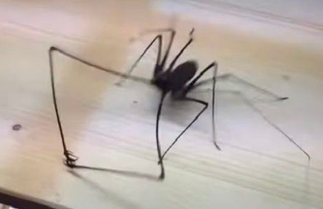 Grabby Spider Blank Meme Template