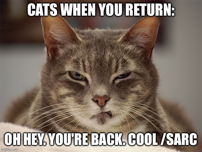Sarcasm Cat | CATS WHEN YOU RETURN: OH HEY. YOU'RE BACK. COOL /SARC | image tagged in sarcasm cat | made w/ Imgflip meme maker