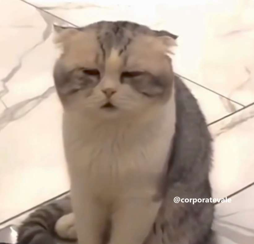 almost asleep cat Blank Meme Template