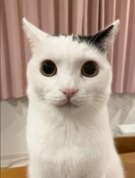 High Quality cat Blank Meme Template