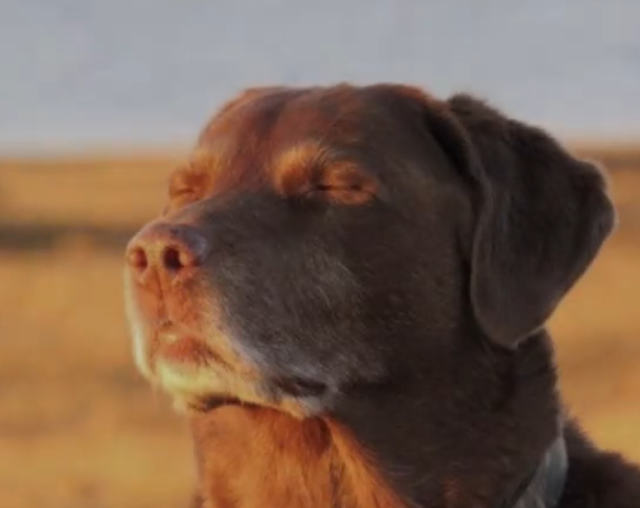 Dog eyes closed Blank Meme Template