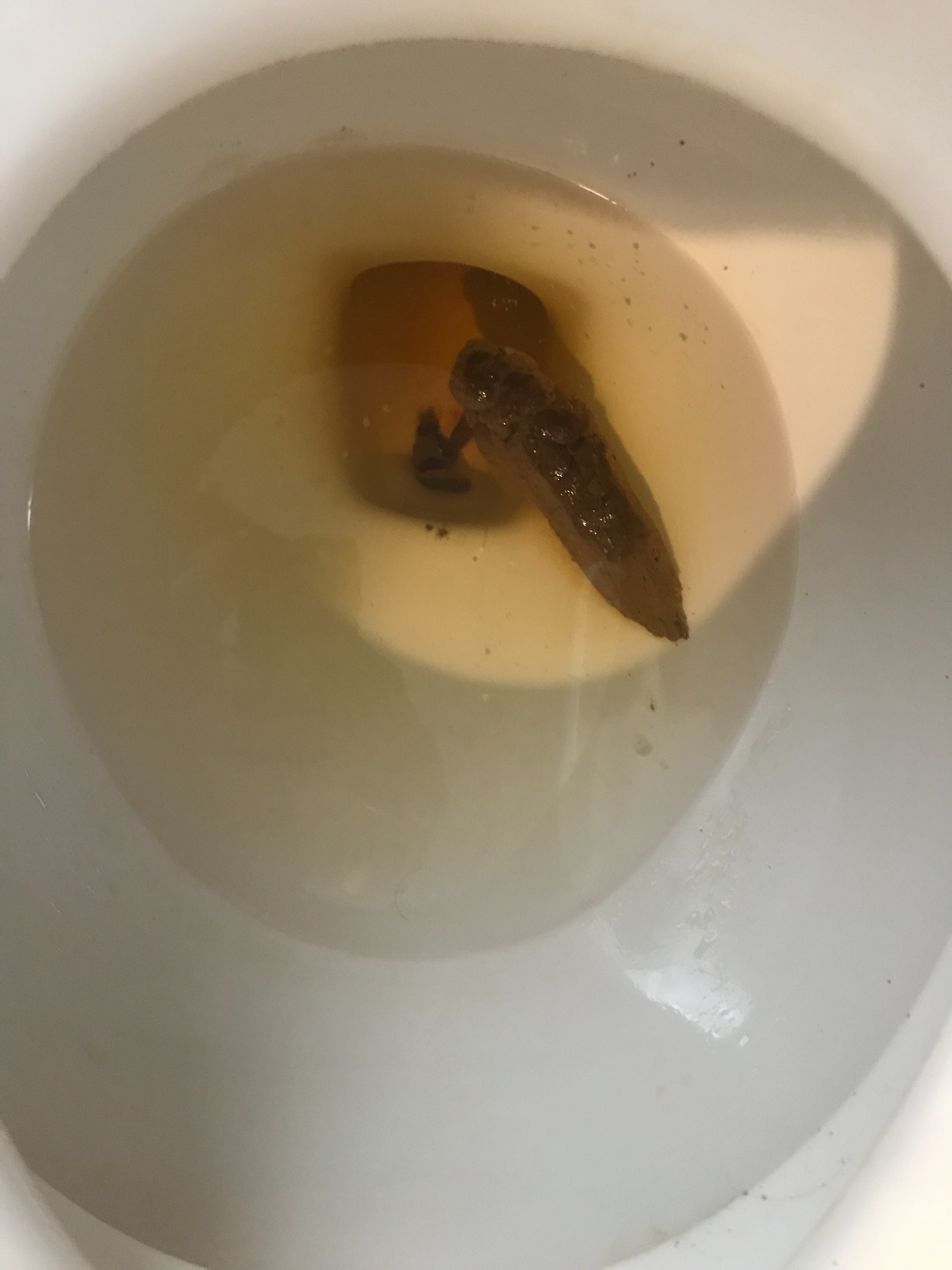 poop in toilet Blank Meme Template