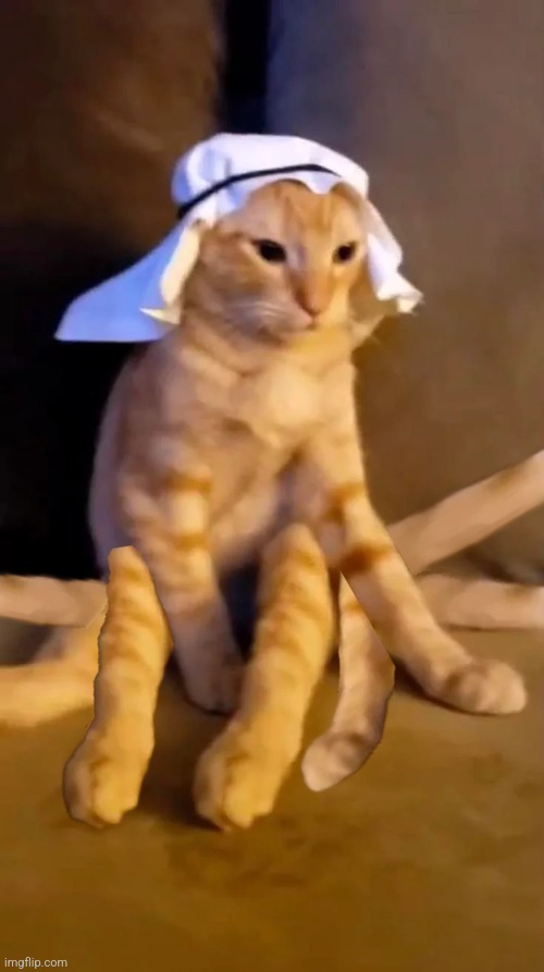 Can't make head nor tails. | image tagged in cats,haram cat | made w/ Imgflip meme maker