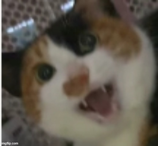 image tagged in cat,cats,cute cat,scared cat | made w/ Imgflip meme maker