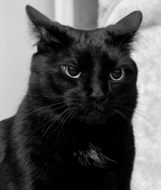 Black cat pissed Blank Meme Template