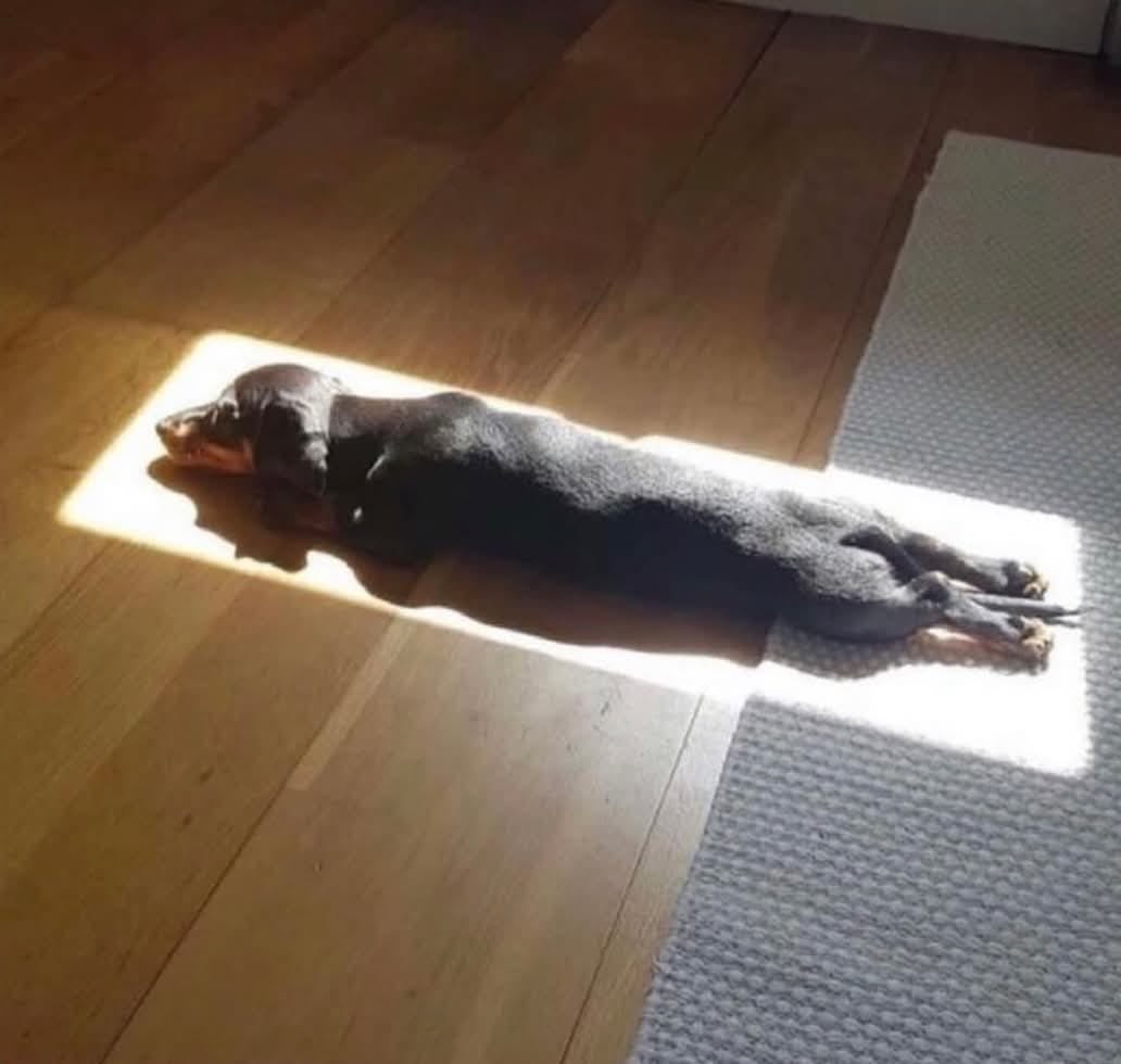 Sun dog Blank Meme Template