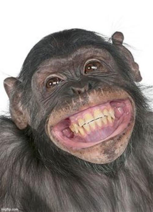 Smile Monkey | image tagged in smile monkey | made w/ Imgflip meme maker