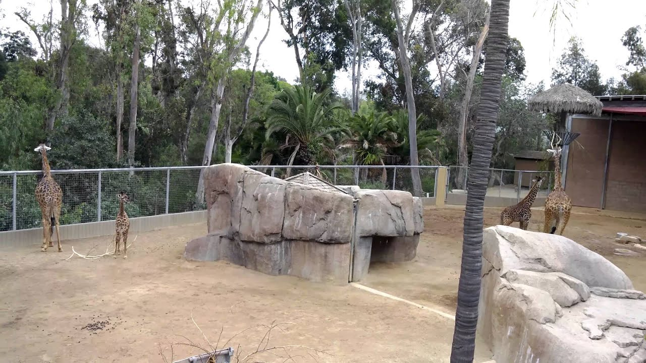 Zoo Giraffe Exhibit Blank Meme Template