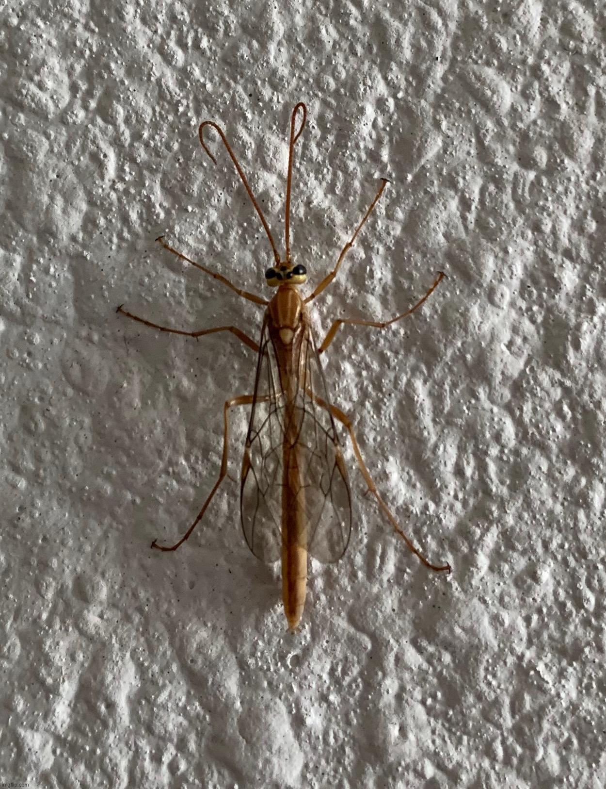 Ichneumon wasp | made w/ Imgflip meme maker