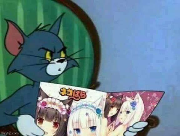 Nekopara | image tagged in tom and jerry,nekopara | made w/ Imgflip meme maker