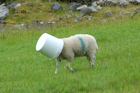 America Land of Sheep Blank Meme Template