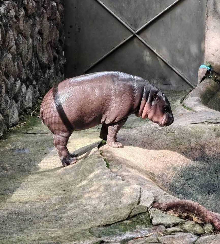 Sexy hippo Blank Meme Template