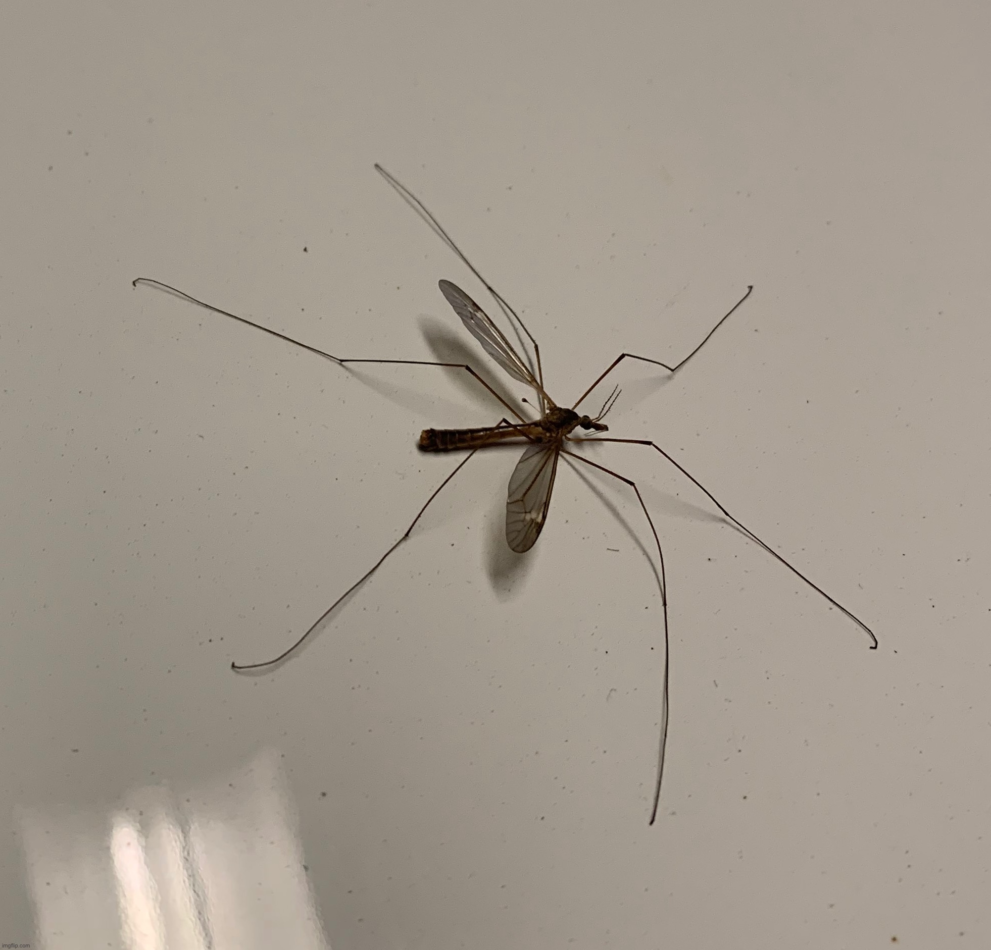 Lil cutie | made w/ Imgflip meme maker