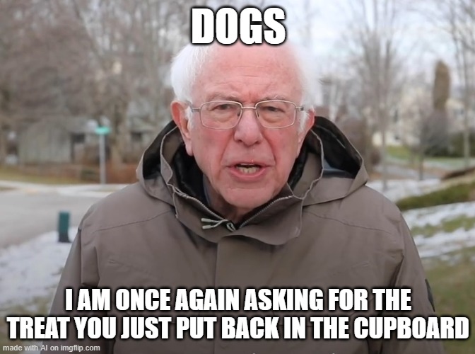 Dog memes | DOGS; I AM ONCE AGAIN ASKING FOR THE TREAT YOU JUST PUT BACK IN THE CUPBOARD | image tagged in bernie sanders once again asking,dogs | made w/ Imgflip meme maker