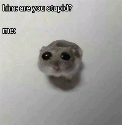 sad hamster Blank Meme Template
